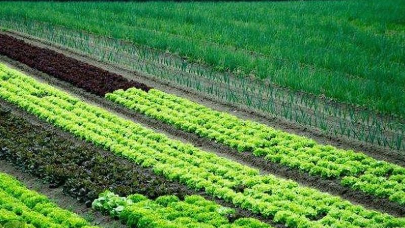 大棚农业种植技术报价