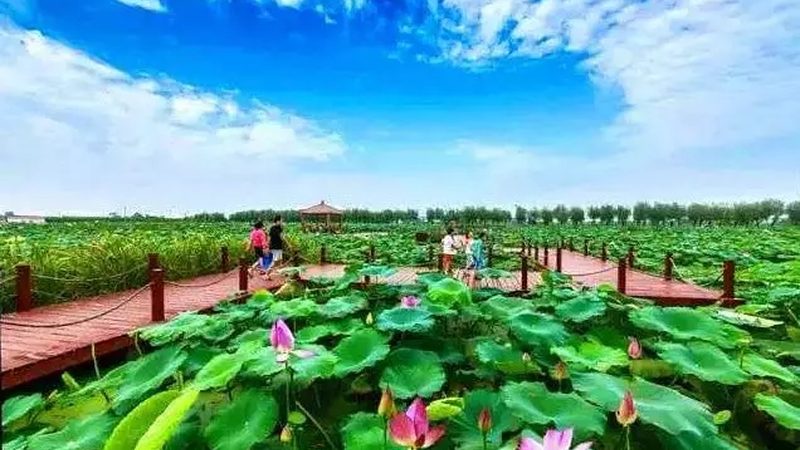 连栋温室材料费用明细：揭秘成本构成与选材要点