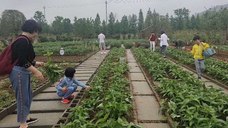 阳台种水果新手选盆指南