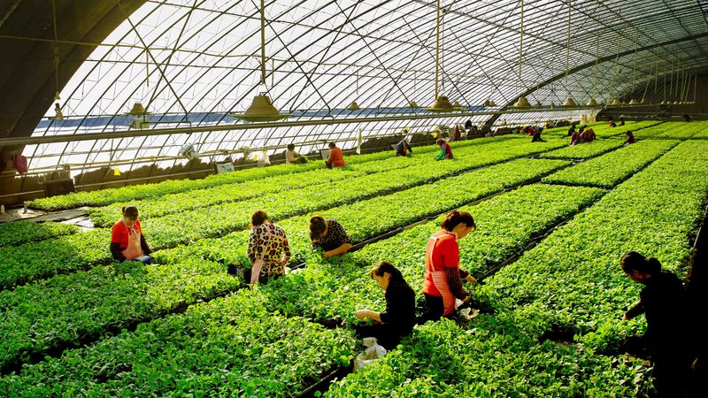 山东粮食种植资质要求：合规之路上的关键要素**